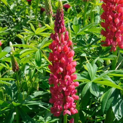 Lupin West Country Red Rum Perennial Bedding