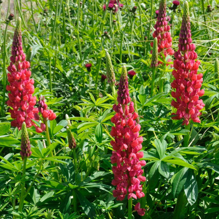 Lupin West Country Red Rum Perennial Bedding