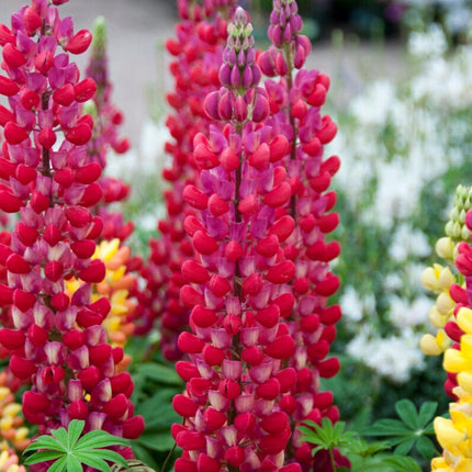 Lupin West Country Red Rum Perennial Bedding