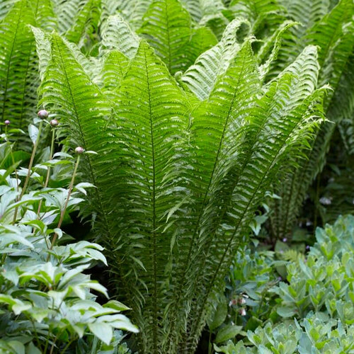 Matteuccia struthiopteris Perennial Plants