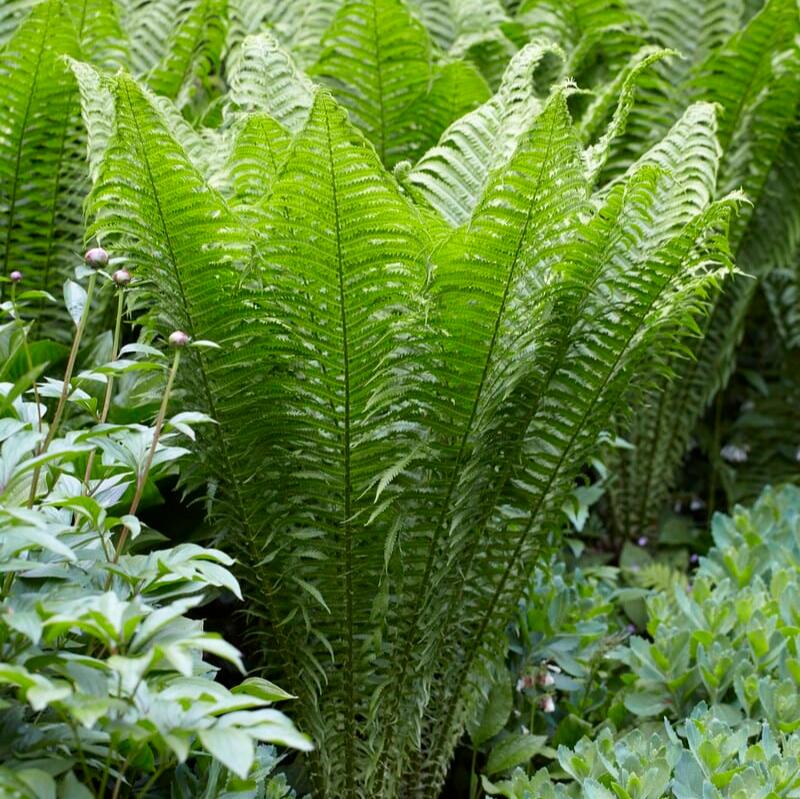 Matteuccia struthiopteris Perennial Plants