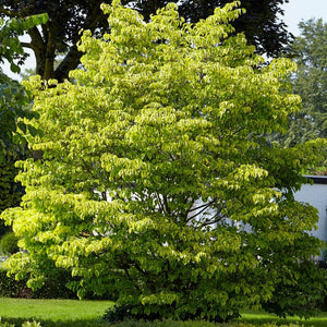 Variegated White Flowering Dogwood Tree | Cornus florida 'Rainbow' Ornamental Trees