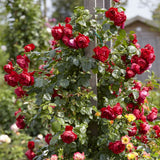 Florentina' Climbing Rose Shrubs