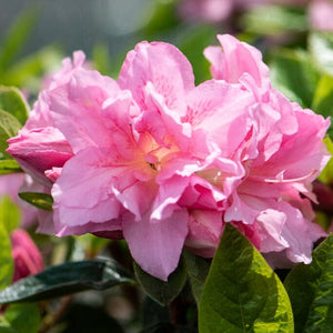 Best Flowering Shrubs Collection | Growers Choice Shrubs