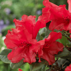 Best Shrubs For Shade Collection | Growers Choice Shrubs