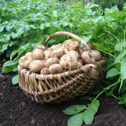 'Rocket' First Early Seed Potatoes Vegetables
