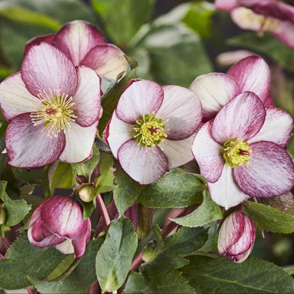 'Rosado' Snow Rose | 'Ice N' Roses®' Series | Hellebore Gold Collection® Perennial Bedding