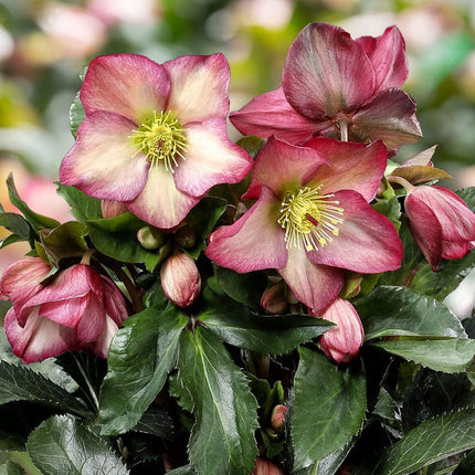 'Rosali' Snow Rose | 'Ice N' Roses®' Series | Hellebore Gold Collection® Perennial Bedding