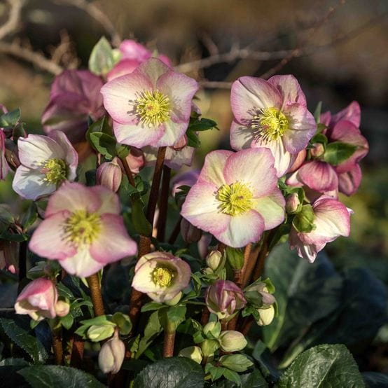 'Rosetta' Snow Rose | 'Ice N' Roses®' Series | Hellebore Gold Collection® Perennial Bedding