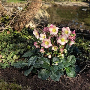 'Rosetta' Snow Rose | 'Ice N' Roses®' Series | Hellebore Gold Collection® Perennial Bedding