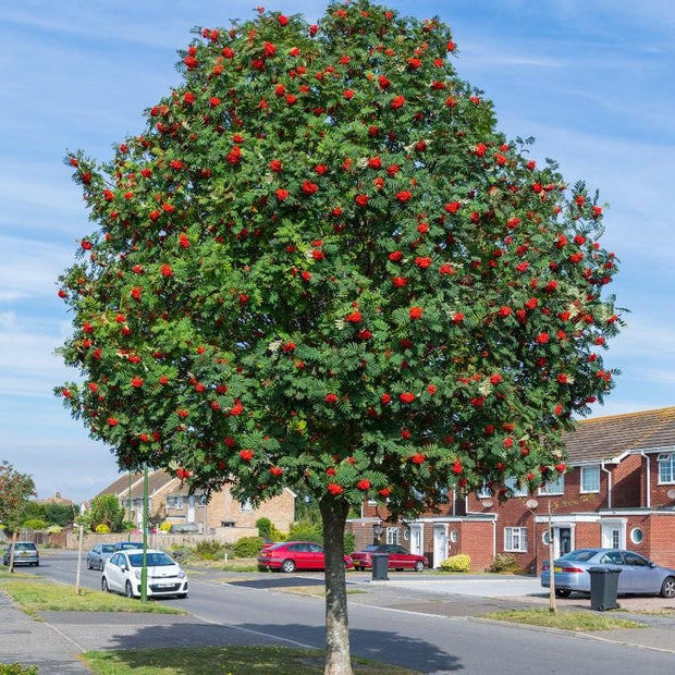 Mountain Ash Rowan Tree | Sorbus aucuparia Ornamental Trees