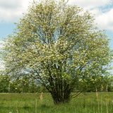 Multi-Stem Mountain Ash Rowan Tree | Sorbus aucuparia Ornamental Trees