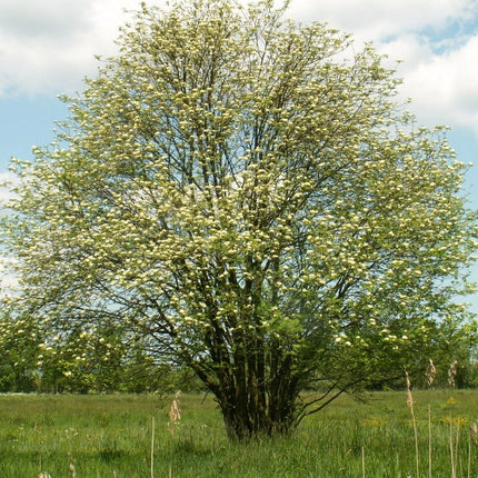 Multi-Stem Mountain Ash Rowan Tree | Sorbus aucuparia Ornamental Trees