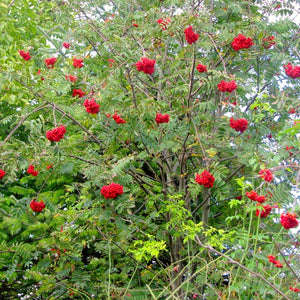 Multi-Stem Mountain Ash Rowan Tree | Sorbus aucuparia Ornamental Trees