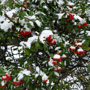 Multi-Stem Mountain Ash Rowan Tree | Sorbus aucuparia Ornamental Trees