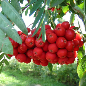 Multi-Stem Mountain Ash Rowan Tree | Sorbus aucuparia Ornamental Trees