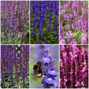 Salvia Collection Perennial Bedding