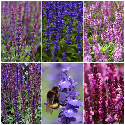 Salvia Collection Perennial Bedding