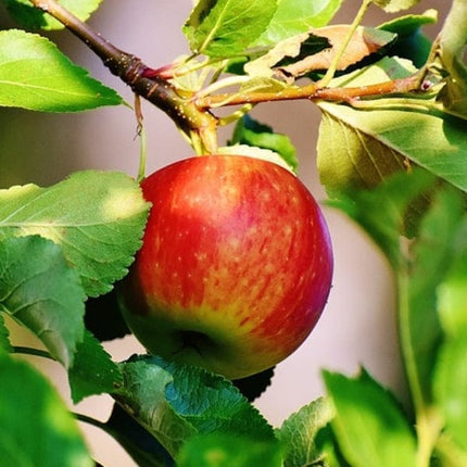 Scrumptious® Apple Tree Fruit Trees