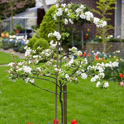 Scrumptious® Apple Tree Fruit Trees