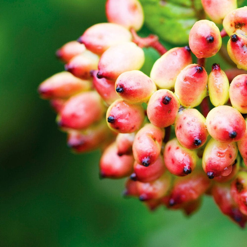Wayfarer Hedging | Viburnum lantana Shrubs