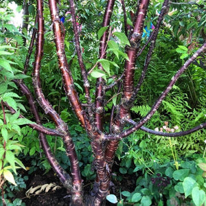 Multi Stem Tibetan Cherry Tree | Prunus Serrula Ornamental Trees