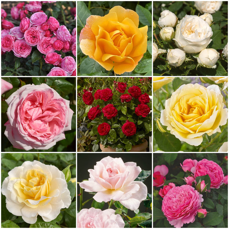 Roses For Shade Collection Shrubs
