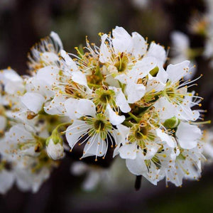 Victoria Plum Tree Fruit Trees