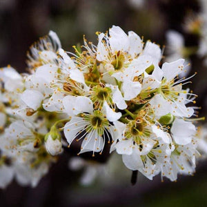 Victoria Patio Plum Tree Fruit Trees