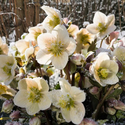 'Shooting Star®' Snow Rose | Hellebore Gold Collection® Perennial Bedding