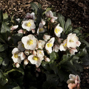 'Shooting Star®' Snow Rose | Hellebore Gold Collection® Perennial Bedding