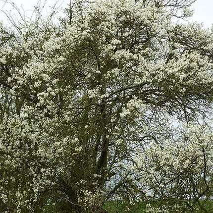 Shropshire Prune Damson Tree Fruit Trees