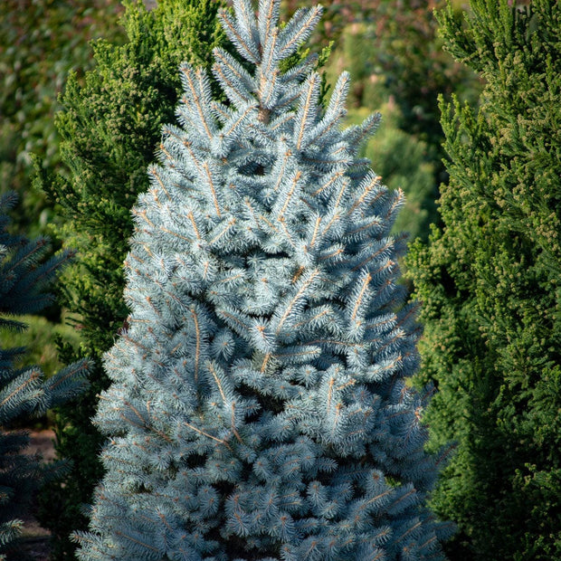 4-5ft Blue Spruce Christmas Tree Christmas Trees
