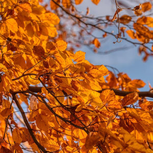 Silver Birch Tree | Betula Pendula Ornamental Trees