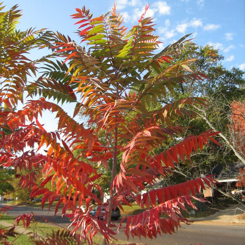 Smooth Sumach Tree | Rhus glabra Ornamental Trees