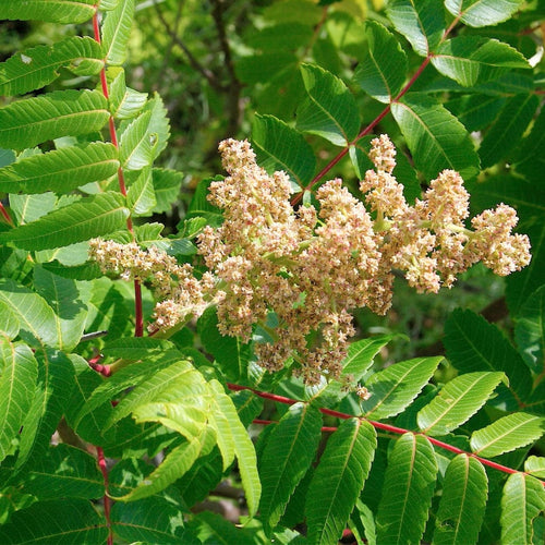 Smooth Sumach Tree | Rhus glabra Ornamental Trees