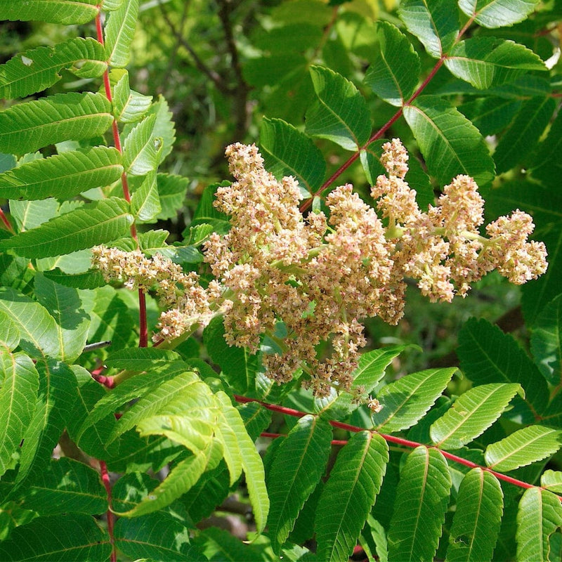 Pruning Rhus Tree Smooth Sumach Tree | Rhus glabra – Roots Plants