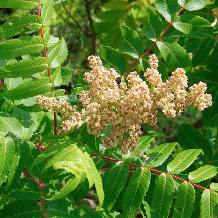 Smooth Sumach Tree | Rhus glabra Ornamental Trees