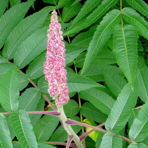 Smooth Sumach Tree | Rhus glabra Ornamental Trees