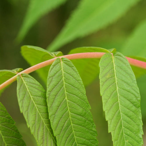 Smooth Sumach Tree | Rhus glabra Ornamental Trees