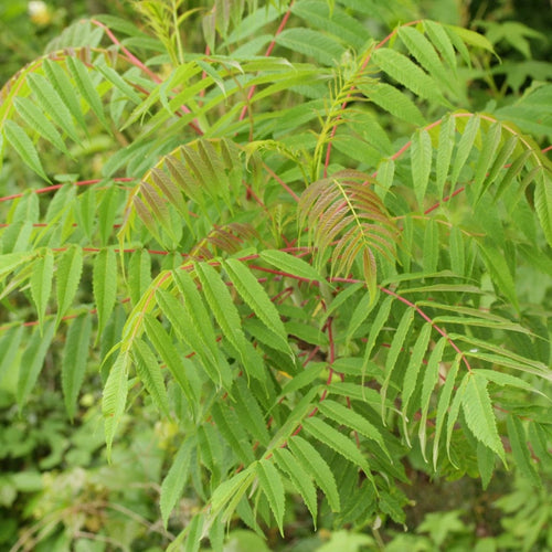 Smooth Sumach Tree | Rhus glabra Ornamental Trees