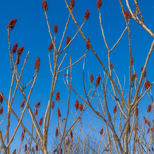 Smooth Sumach Tree | Rhus glabra Ornamental Trees