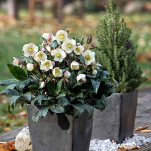 'Snow Dance®' Snow Rose | Hellebore Gold Collection® Perennial Bedding