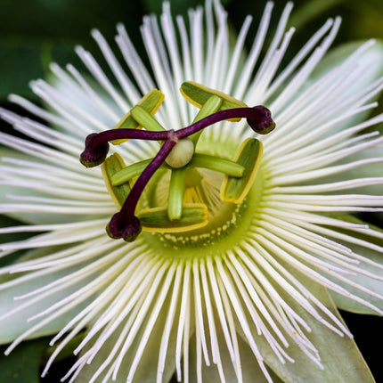 90cm 'Snow Queen' Passion Flower Plant | 3L Pot Climbing Plants