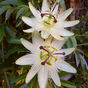 90cm 'Snow Queen' Passion Flower Plant | 3L Pot Climbing Plants