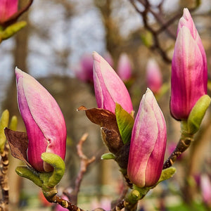 Magnolia 'Soulangeana' | 9cm Pot Ornamental Trees