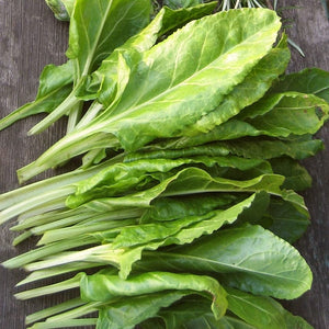 10 Organic 'Perpetual' Spinach Plants Vegetables