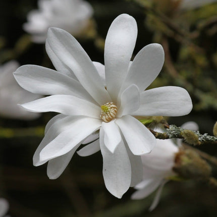 Magnolia 'Stellata' | 9cm Pot Ornamental Trees