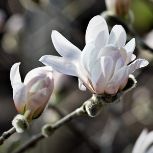 Magnolia 'Stellata' | 9cm Pot Ornamental Trees