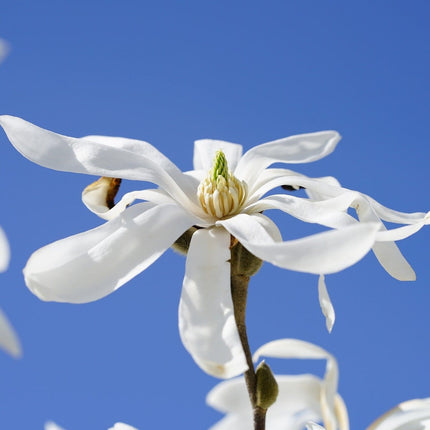 Magnolia 'Stellata' | 9cm Pot Ornamental Trees